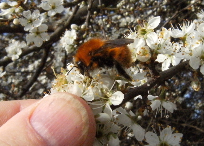 Bombus cfr pascuorum infreddolito